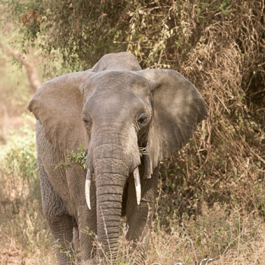Elefant-6780.jpg   Elefanten, Tansania, Serengeti, Safari
Foto: © Johann Sedlmayr - s8-foto.de