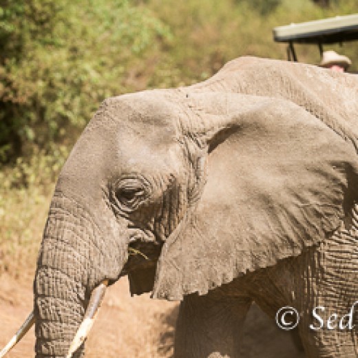 Elefant-6785.jpg   Elefanten, Tansania, Serengeti, Safari
Foto: © Johann Sedlmayr - s8-foto.de