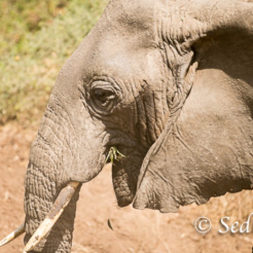 Elefant-6786.jpg   Elefanten, Tansania, Serengeti, Safari
Foto: © Johann Sedlmayr - s8-foto.de