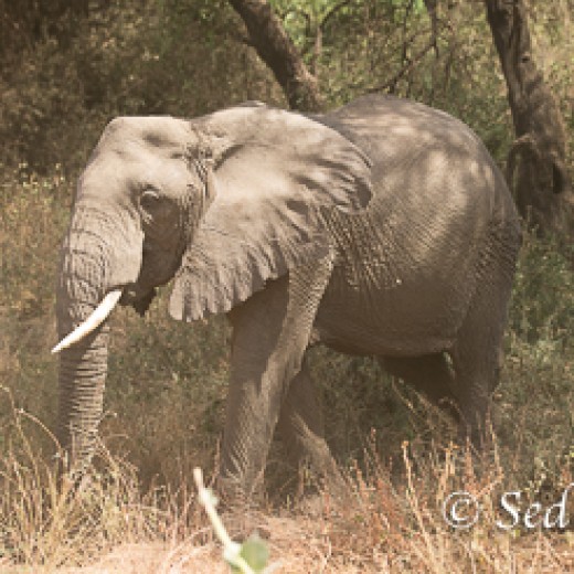 Elefant-6787.jpg   Elefanten, Tansania, Serengeti, Safari
Foto: © Johann Sedlmayr - s8-foto.de