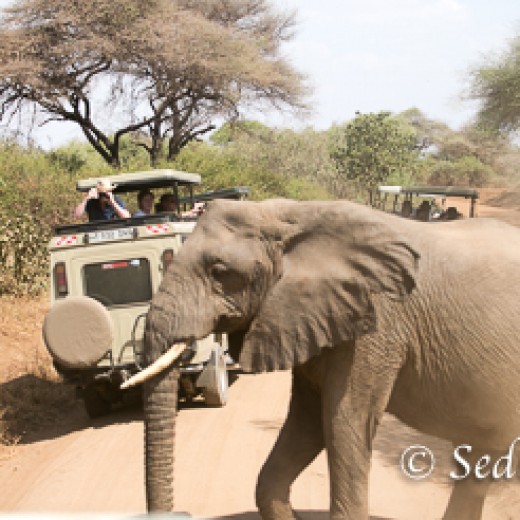 Elefant-6788.jpg   Elefanten, Tansania, Serengeti, Safari
Foto: © Johann Sedlmayr - s8-foto.de