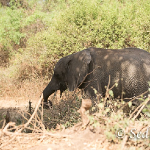 Elefant-6791.jpg   Elefanten, Tansania, Serengeti, Safari
Foto: © Johann Sedlmayr - s8-foto.de