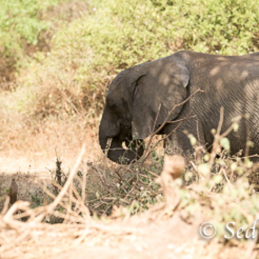 Elefant-6792.jpg   Elefanten, Tansania, Serengeti, Safari
Foto: © Johann Sedlmayr - s8-foto.de