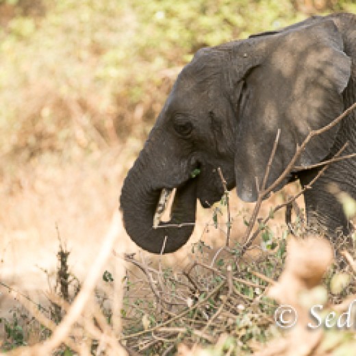 Elefant-6793.jpg   Elefanten, Tansania, Serengeti, Safari
Foto: © Johann Sedlmayr - s8-foto.de