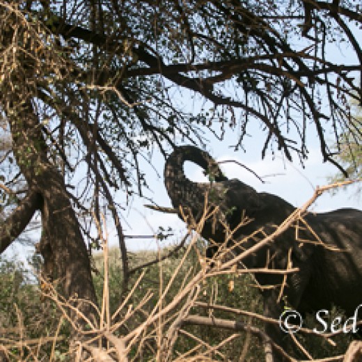 Elefant-6794.jpg   Elefanten, Tansania, Serengeti, Safari
Foto: © Johann Sedlmayr - s8-foto.de