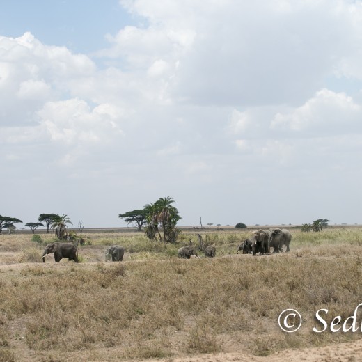 Elefant-6900.jpg   Elefanten, Tansania, Serengeti, Safari
Foto: © Johann Sedlmayr - s8-foto.de