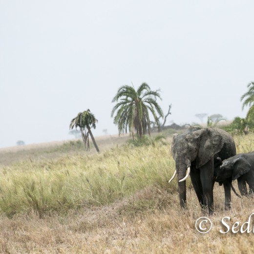 Elefant-6901.jpg   Elefanten, Tansania, Serengeti, Safari
Foto: © Johann Sedlmayr - s8-foto.de