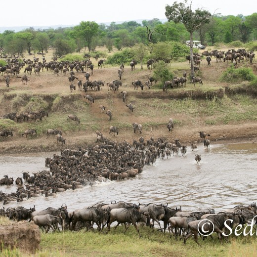 Elefant-7073.jpg   Elefanten, Tansania, Serengeti, Safari
Foto: © Johann Sedlmayr - s8-foto.de
