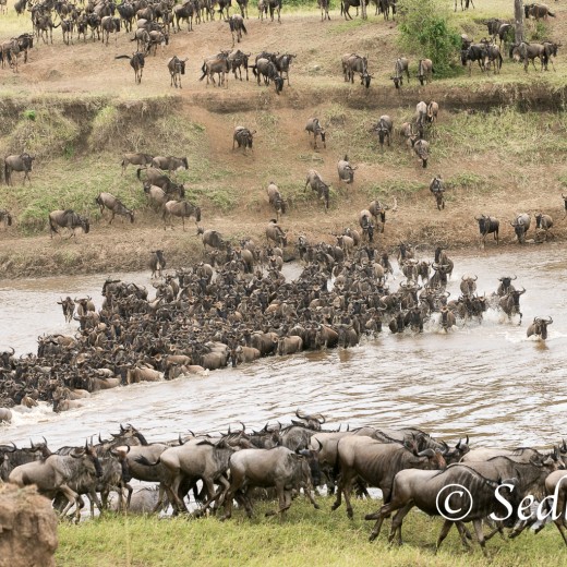 Elefant-7077.jpg   Elefanten, Tansania, Serengeti, Safari
Foto: © Johann Sedlmayr - s8-foto.de