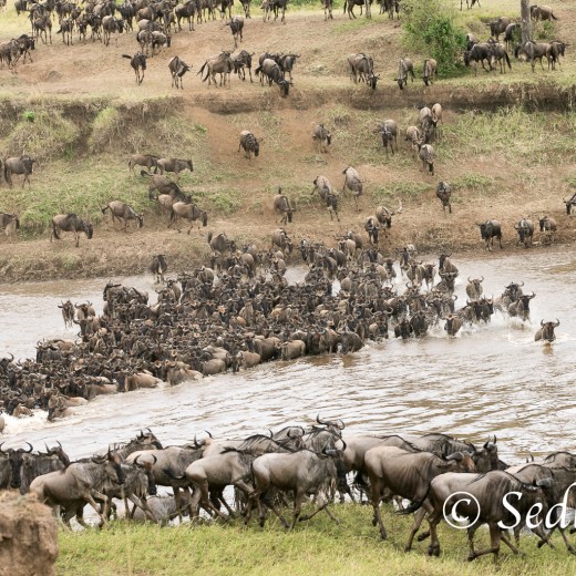 Elefant-7078.jpg   Elefanten, Tansania, Serengeti, Safari
Foto: © Johann Sedlmayr - s8-foto.de