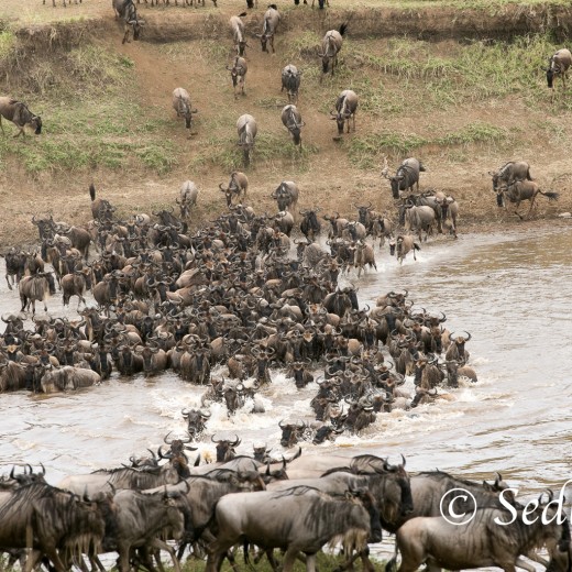 Elefant-7087.jpg   Elefanten, Tansania, Serengeti, Safari
Foto: © Johann Sedlmayr - s8-foto.de