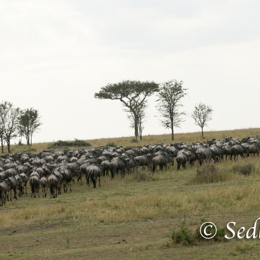 Elefant-7113.jpg   Elefanten, Tansania, Serengeti, Safari
Foto: © Johann Sedlmayr - s8-foto.de