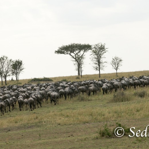 Elefant-7114.jpg   Elefanten, Tansania, Serengeti, Safari
Foto: © Johann Sedlmayr - s8-foto.de