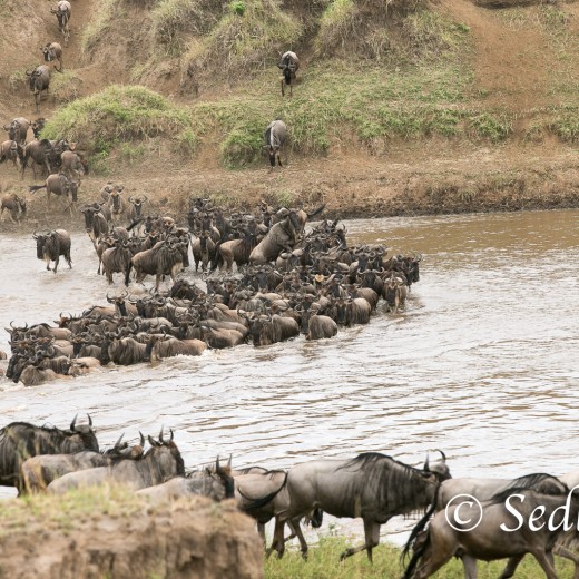 Elefant-7119.jpg   Elefanten, Tansania, Serengeti, Safari
Foto: © Johann Sedlmayr - s8-foto.de
