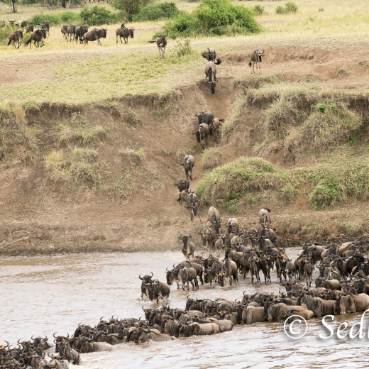 Elefant-7123.jpg   Elefanten, Tansania, Serengeti, Safari
Foto: © Johann Sedlmayr - s8-foto.de
