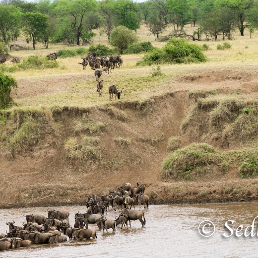 Elefant-7128.jpg   Elefanten, Tansania, Serengeti, Safari
Foto: © Johann Sedlmayr - s8-foto.de