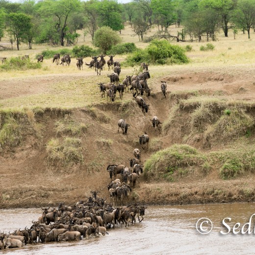 Elefant-7141.jpg   Elefanten, Tansania, Serengeti, Safari
Foto: © Johann Sedlmayr - s8-foto.de