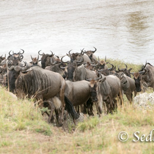 Elefant-7145.jpg   Elefanten, Tansania, Serengeti, Safari
Foto: © Johann Sedlmayr - s8-foto.de