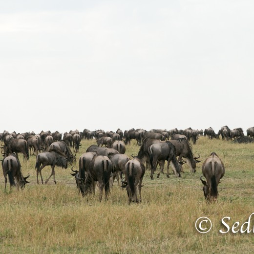 Elefant-7150.jpg   Elefanten, Tansania, Serengeti, Safari
Foto: © Johann Sedlmayr - s8-foto.de