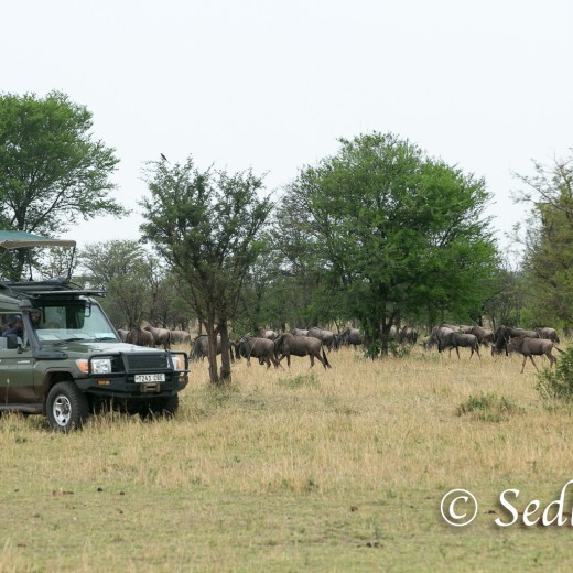 Elefant-7152.jpg   Elefanten, Tansania, Serengeti, Safari
Foto: © Johann Sedlmayr - s8-foto.de