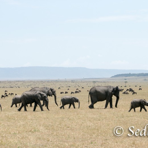 Elefant-7156.jpg   Elefanten, Tansania, Serengeti, Safari
Foto: © Johann Sedlmayr - s8-foto.de