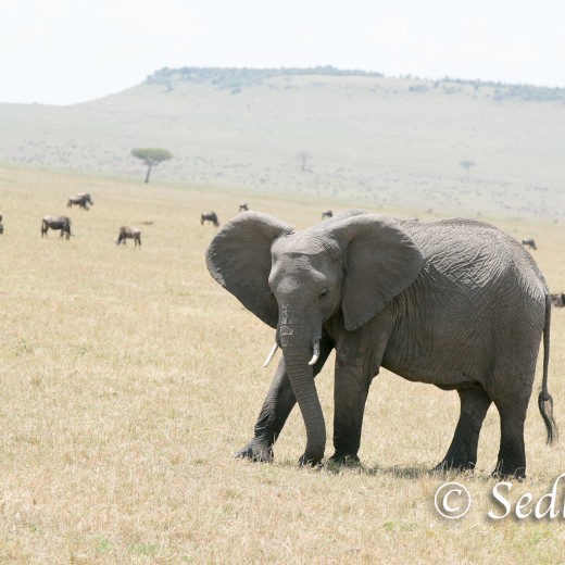 Elefant-7157.jpg   Elefanten, Tansania, Serengeti, Safari
Foto: © Johann Sedlmayr - s8-foto.de