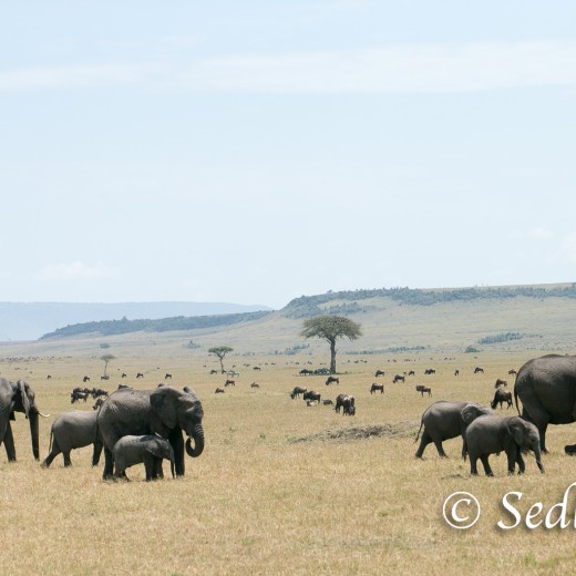 Elefant-7158.jpg   Elefanten, Tansania, Serengeti, Safari
Foto: © Johann Sedlmayr - s8-foto.de