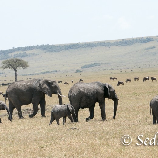 Elefant-7159.jpg   Elefanten, Tansania, Serengeti, Safari
Foto: © Johann Sedlmayr - s8-foto.de