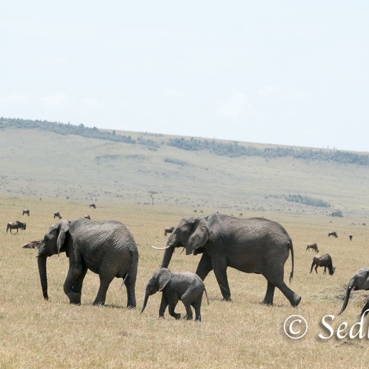 Elefant-7160.jpg   Elefanten, Tansania, Serengeti, Safari
Foto: © Johann Sedlmayr - s8-foto.de
