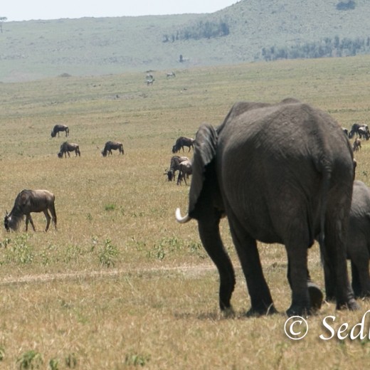 Elefant-7161.jpg   Elefanten, Tansania, Serengeti, Safari
Foto: © Johann Sedlmayr - s8-foto.de