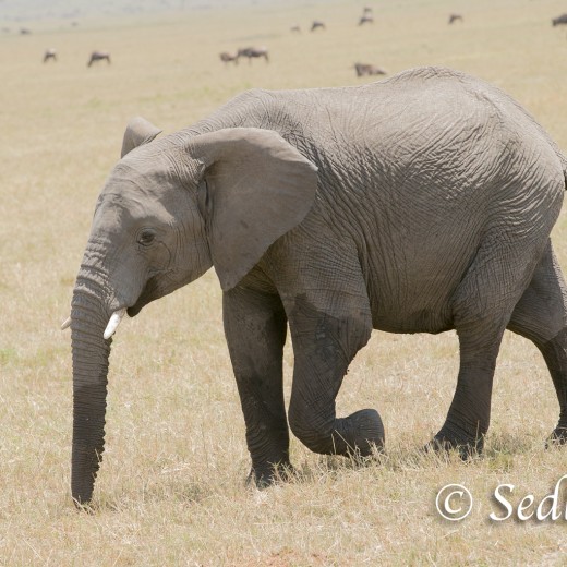 Elefant-7162.jpg   Elefanten, Tansania, Serengeti, Safari
Foto: © Johann Sedlmayr - s8-foto.de