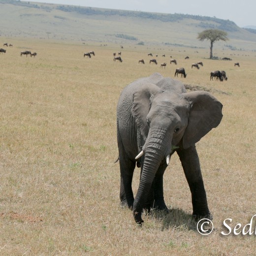 Elefant-7163.jpg   Elefanten, Tansania, Serengeti, Safari
Foto: © Johann Sedlmayr - s8-foto.de