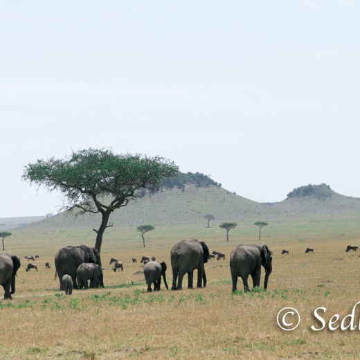 Elefant-7165.jpg   Elefanten, Tansania, Serengeti, Safari
Foto: © Johann Sedlmayr - s8-foto.de