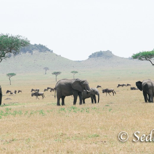 Elefant-7166.jpg   Elefanten, Tansania, Serengeti, Safari
Foto: © Johann Sedlmayr - s8-foto.de