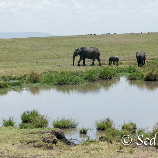 Elefant-7169.jpg   Elefanten, Tansania, Serengeti, Safari
Foto: © Johann Sedlmayr - s8-foto.de