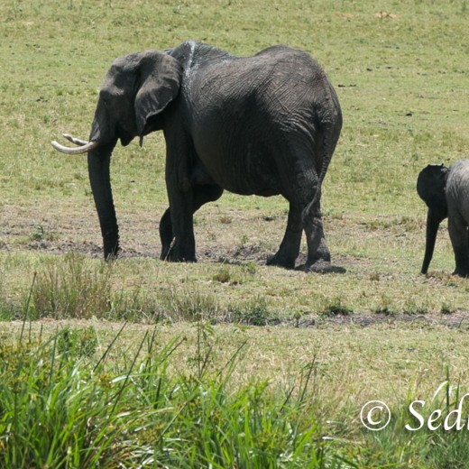 Elefant-7170.jpg   Elefanten, Tansania, Serengeti, Safari
Foto: © Johann Sedlmayr - s8-foto.de