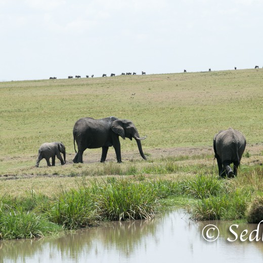 Elefant-7171.jpg   Elefanten, Tansania, Serengeti, Safari
Foto: © Johann Sedlmayr - s8-foto.de