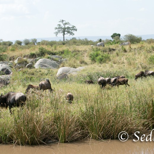 Elefant-7208.jpg   Elefanten, Tansania, Serengeti, Safari
Foto: © Johann Sedlmayr - s8-foto.de