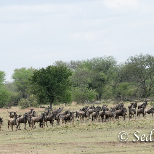 Elefant-7212.jpg   Elefanten, Tansania, Serengeti, Safari
Foto: © Johann Sedlmayr - s8-foto.de