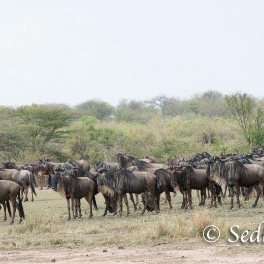 Elefant-7213.jpg   Elefanten, Tansania, Serengeti, Safari
Foto: © Johann Sedlmayr - s8-foto.de