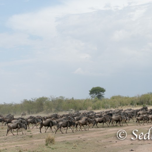 Elefant-7214.jpg   Elefanten, Tansania, Serengeti, Safari
Foto: © Johann Sedlmayr - s8-foto.de