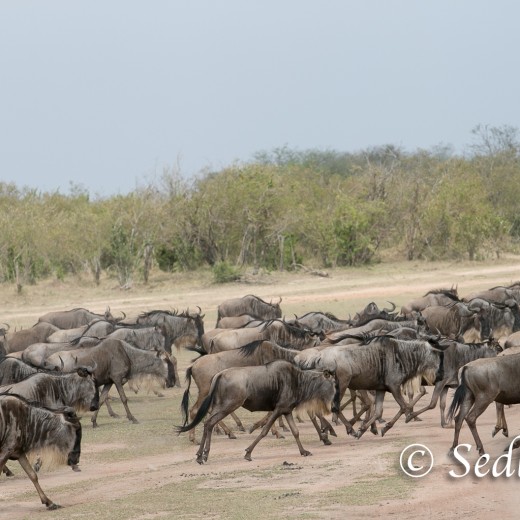 Elefant-7215.jpg   Elefanten, Tansania, Serengeti, Safari
Foto: © Johann Sedlmayr - s8-foto.de