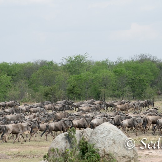 Elefant-7216.jpg   Elefanten, Tansania, Serengeti, Safari
Foto: © Johann Sedlmayr - s8-foto.de