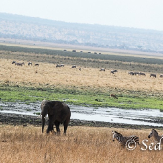 Elefant-7812.jpg   Elefanten, Tansania, Serengeti, Safari
Foto: © Johann Sedlmayr - s8-foto.de