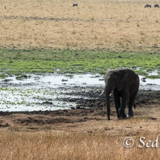 Elefant-7813.jpg   Elefanten, Tansania, Serengeti, Safari
Foto: © Johann Sedlmayr - s8-foto.de