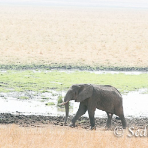 Elefant-7816.jpg   Elefanten, Tansania, Serengeti, Safari
Foto: © Johann Sedlmayr - s8-foto.de