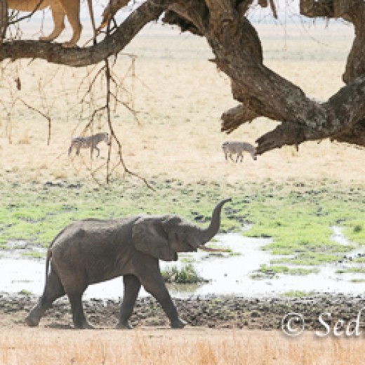 Elefant-7818.jpg   Elefanten, Tansania, Serengeti, Safari
Foto: © Johann Sedlmayr - s8-foto.de
