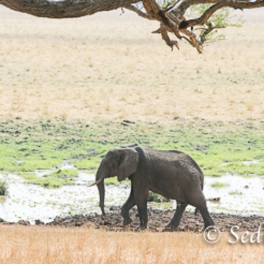 Elefant-7819.jpg   Elefanten, Tansania, Serengeti, Safari
Foto: © Johann Sedlmayr - s8-foto.de