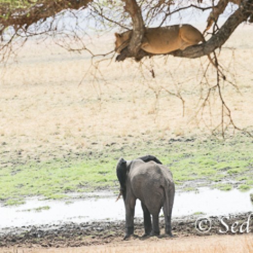 Elefant-7821.jpg   Elefanten, Tansania, Serengeti, Safari
Foto: © Johann Sedlmayr - s8-foto.de