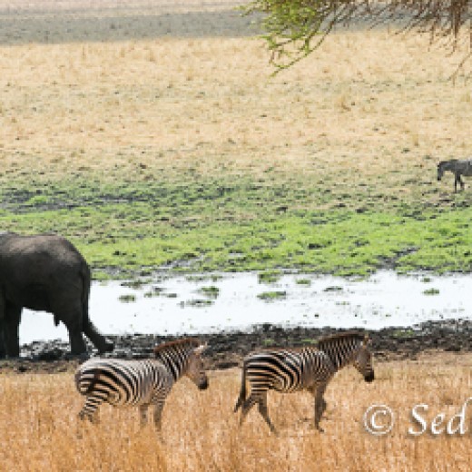 Elefant-7827.jpg   Elefanten, Tansania, Serengeti, Safari
Foto: © Johann Sedlmayr - s8-foto.de